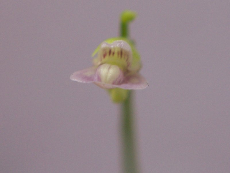 Bladderwort photo 7