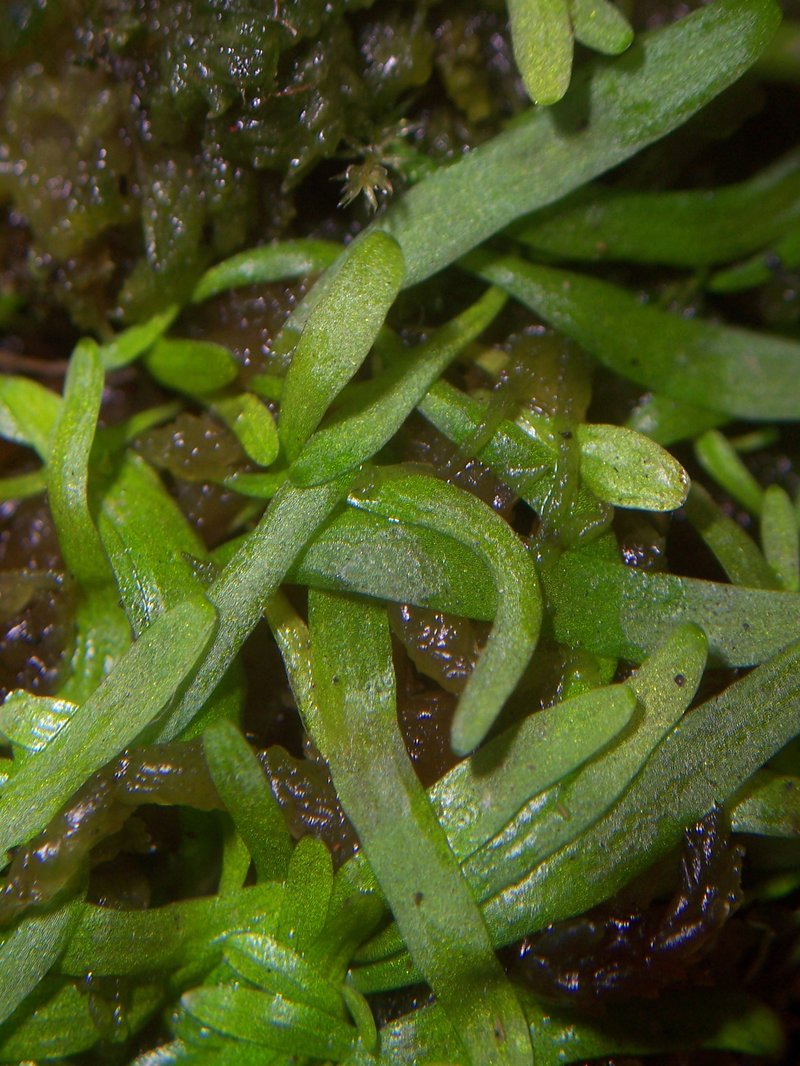 Bladderwort photo 8