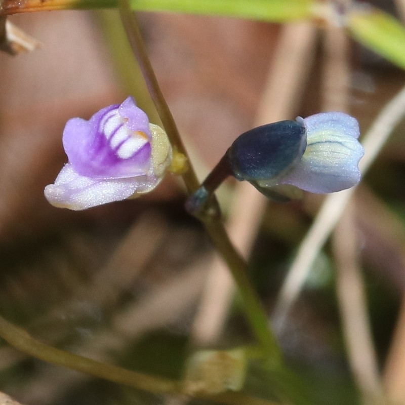 Bladderwort photo 2