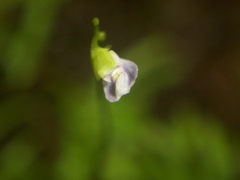 Bladderwort