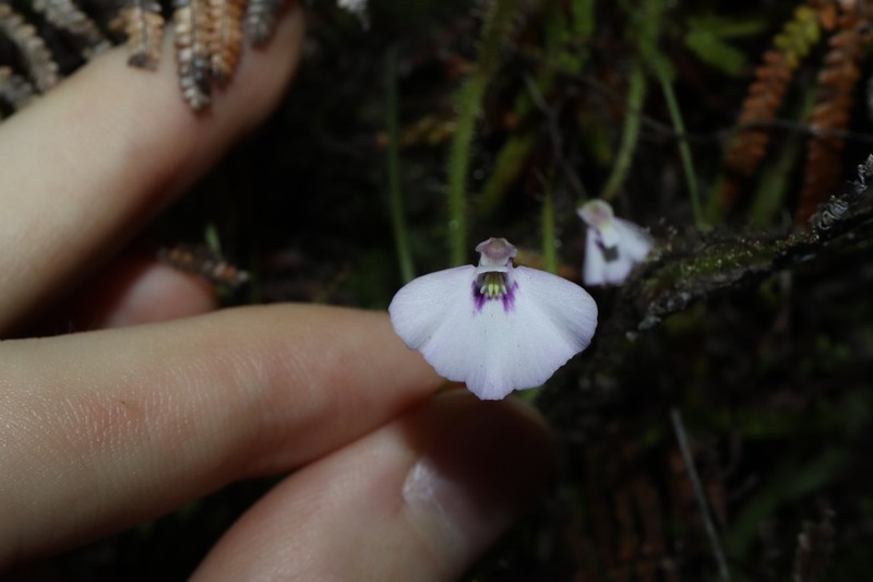 Utricularia uniflora photo 2
