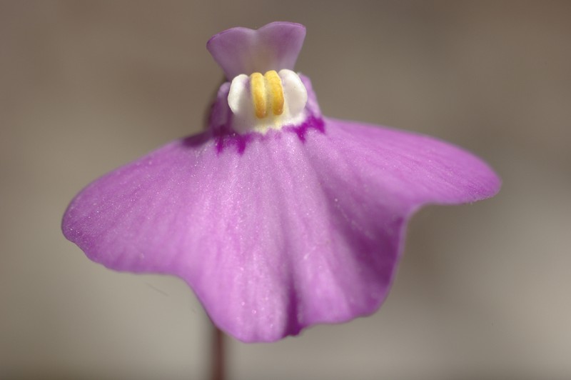 Utricularia uniflora photo 3