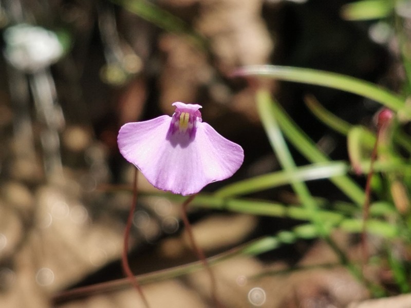 Utricularia uniflora photo 4