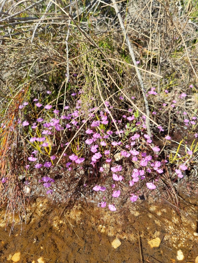 Utricularia uniflora photo 5
