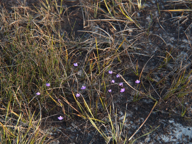 Utricularia uniflora photo 6