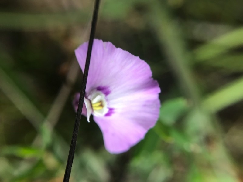 Utricularia uniflora photo 7