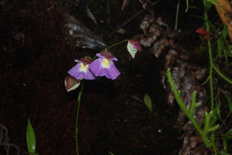 Utricularia unifolia