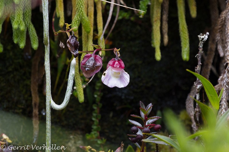 Utricularia unifolia photo 2