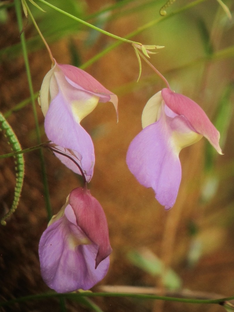 Utricularia unifolia photo 3
