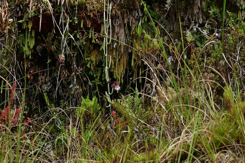 Utricularia unifolia photo 4