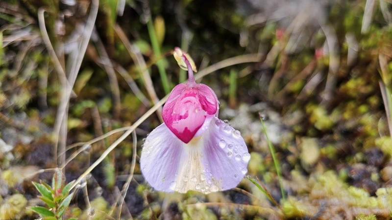 Utricularia unifolia photo 5