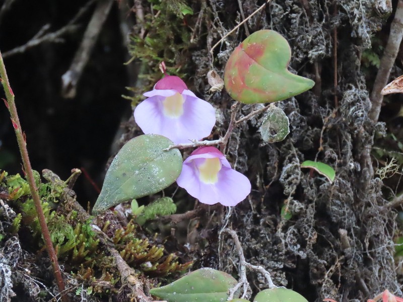 Utricularia unifolia photo 7