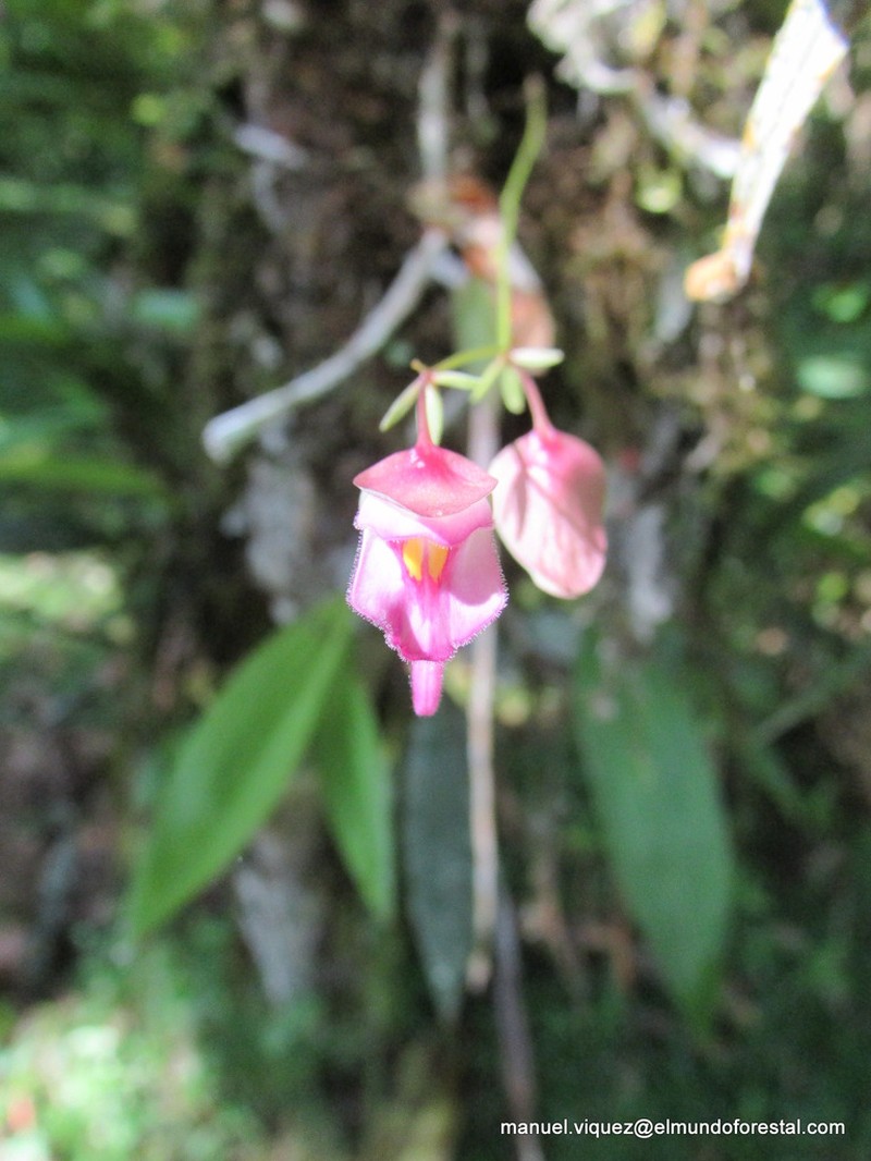 Utricularia uxoris