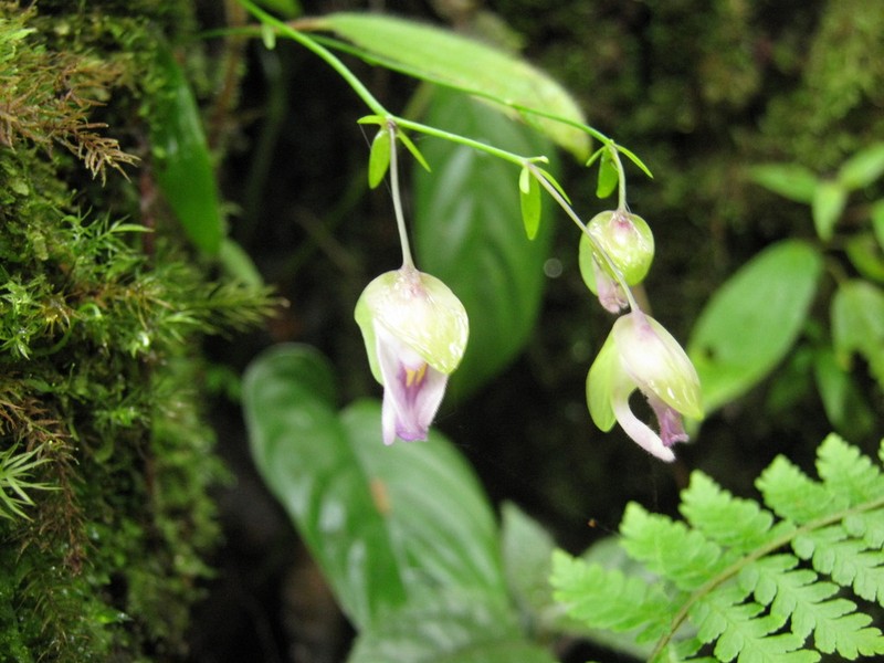 Utricularia uxoris photo 2