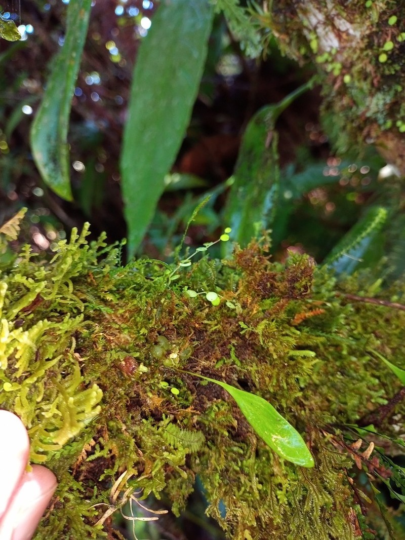 Utricularia uxoris photo 3