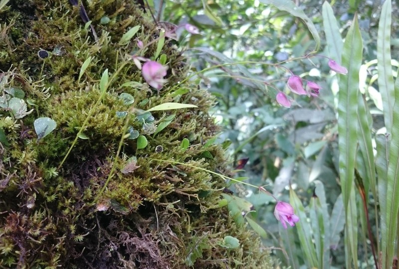 Utricularia uxoris photo 4