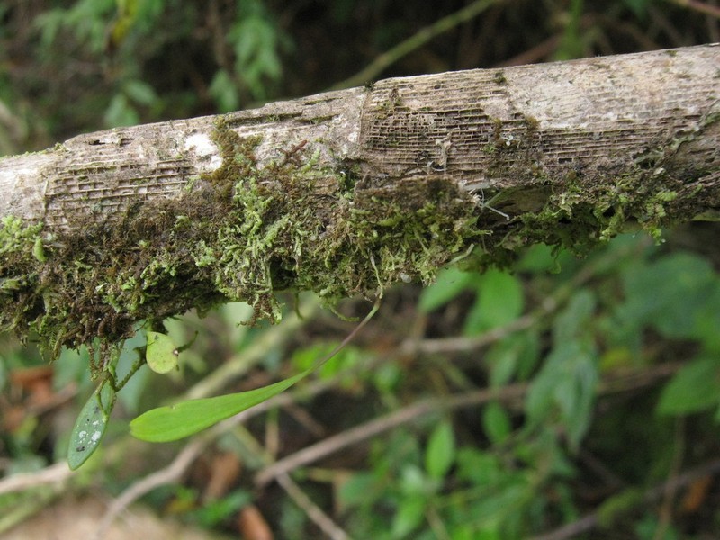 Utricularia uxoris photo 5