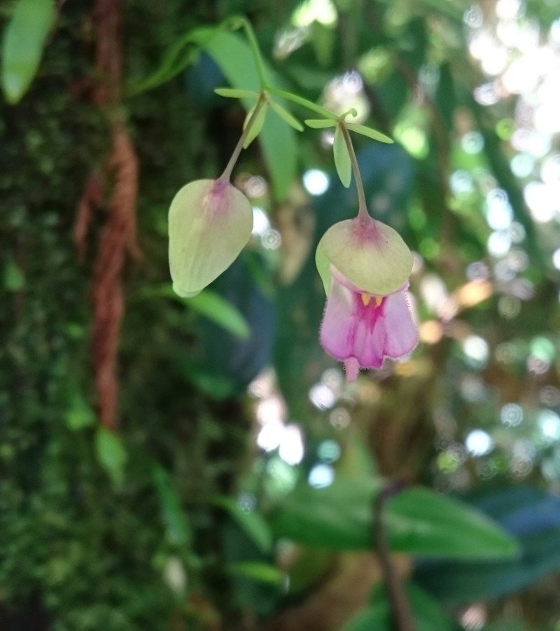 Utricularia uxoris photo 6