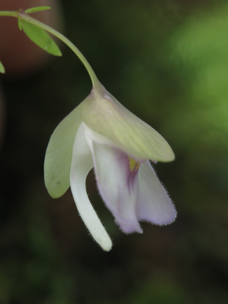 Utricularia uxoris photo 7