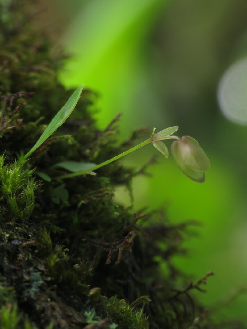 Utricularia uxoris photo 8