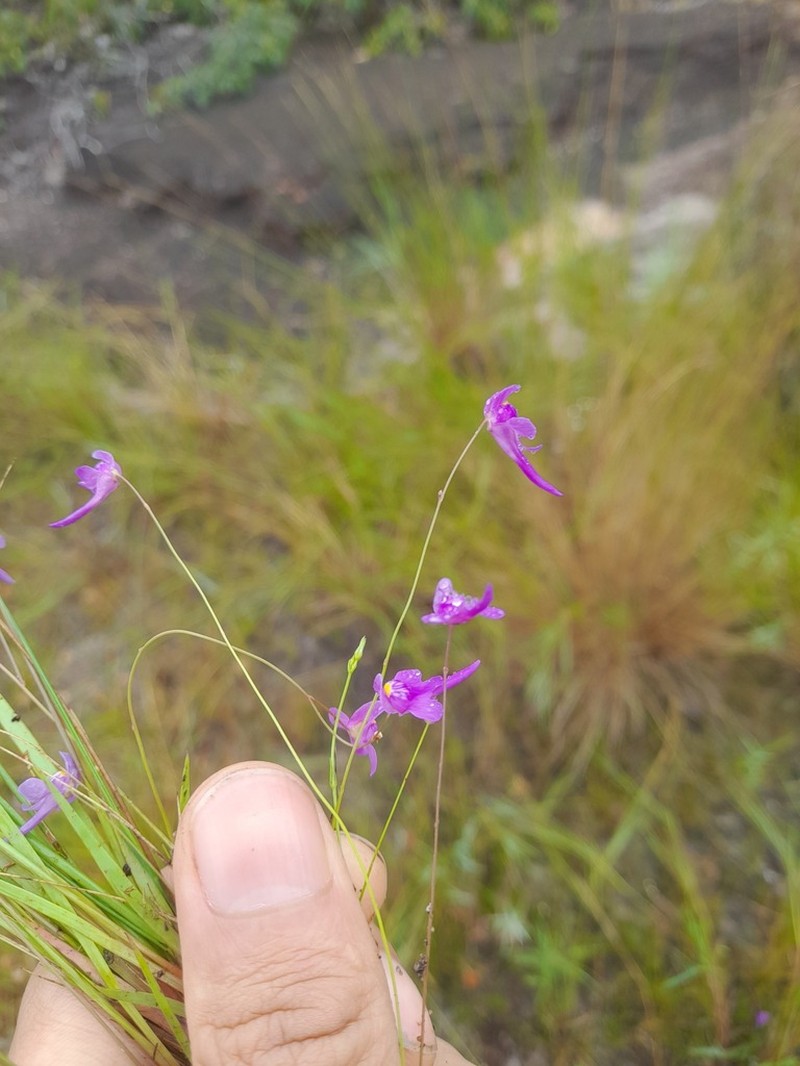 Utricularia velascoensis