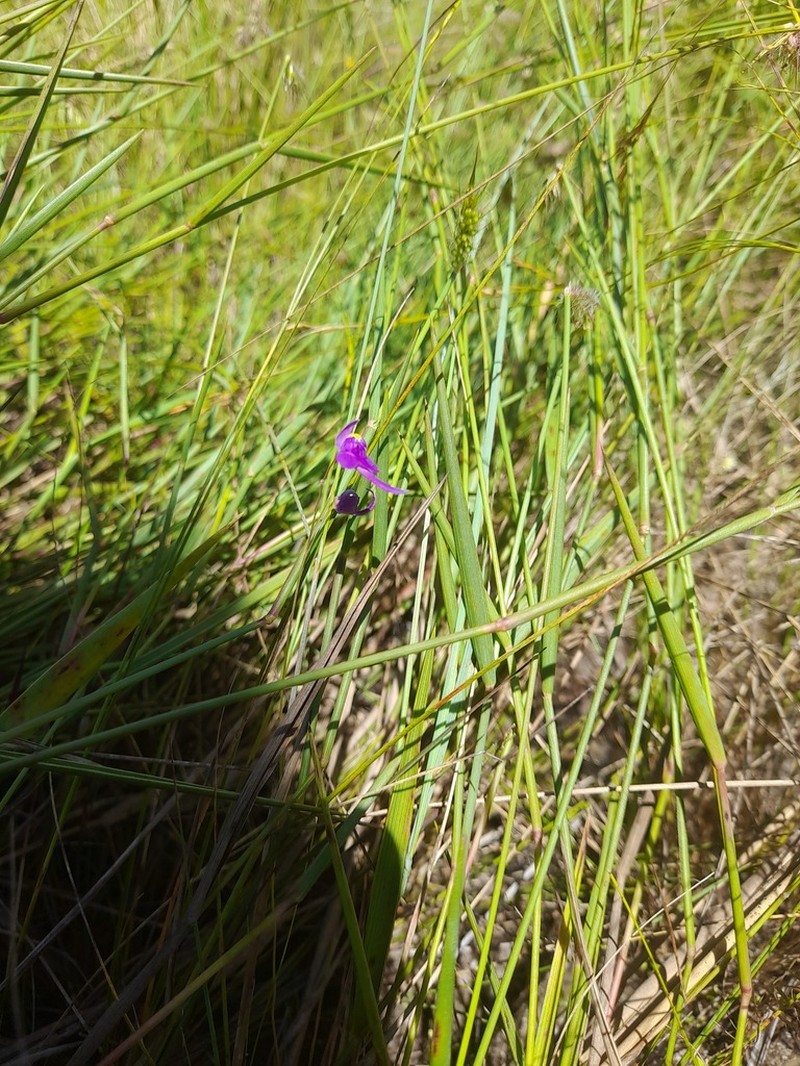 Utricularia velascoensis photo 2