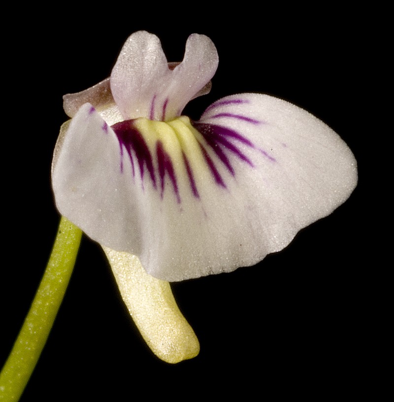 Utricularia violacea