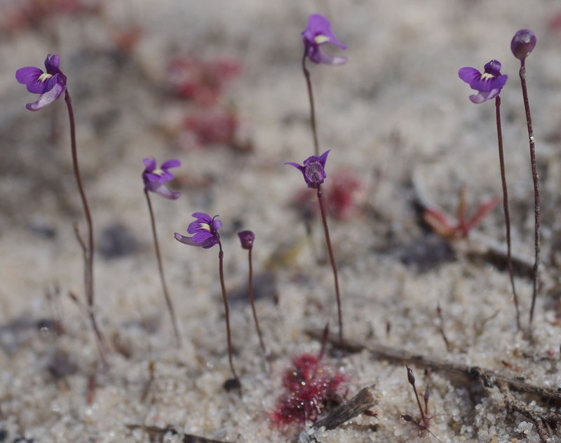 Utricularia violacea photo 2