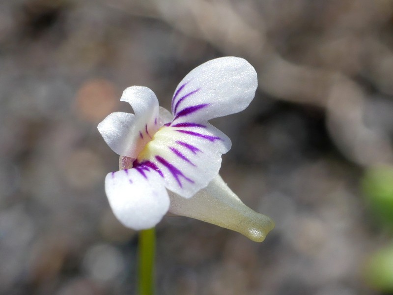 Utricularia violacea photo 3
