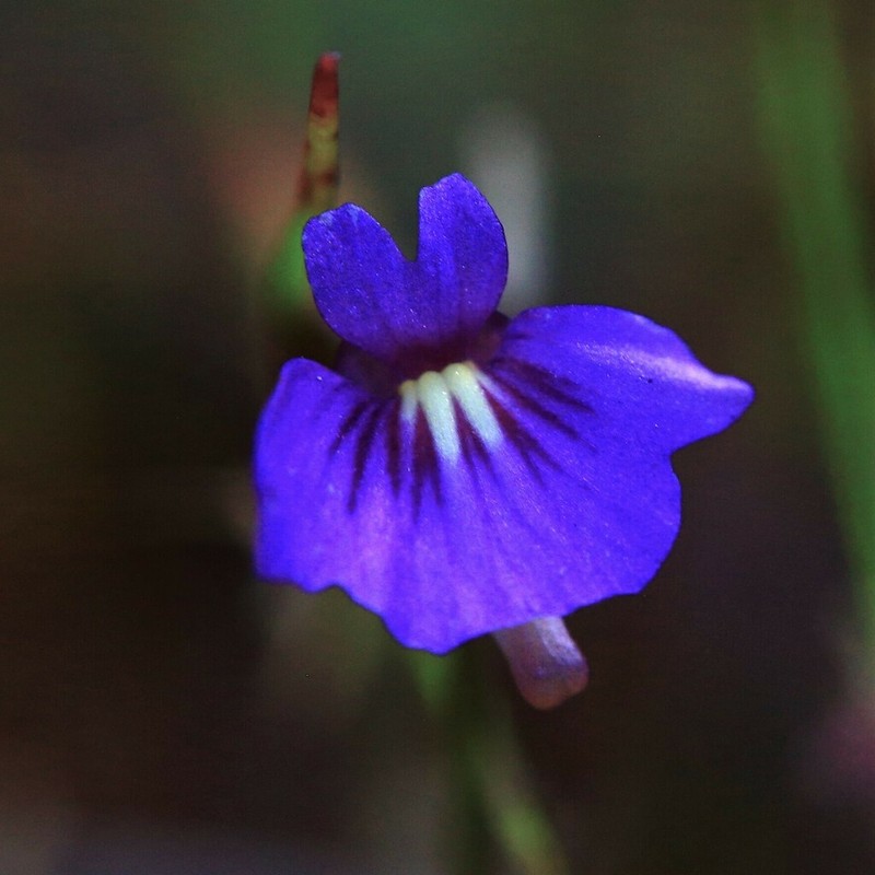 Utricularia violacea photo 4