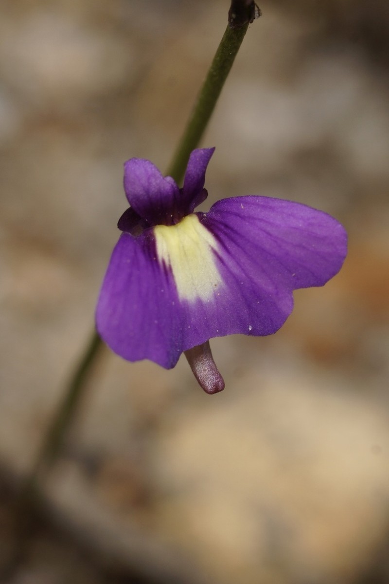 Utricularia violacea photo 5