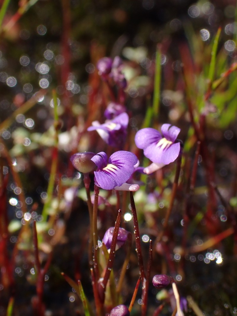 Utricularia violacea photo 6