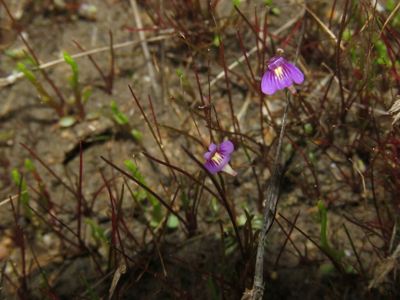 Utricularia violacea photo 7