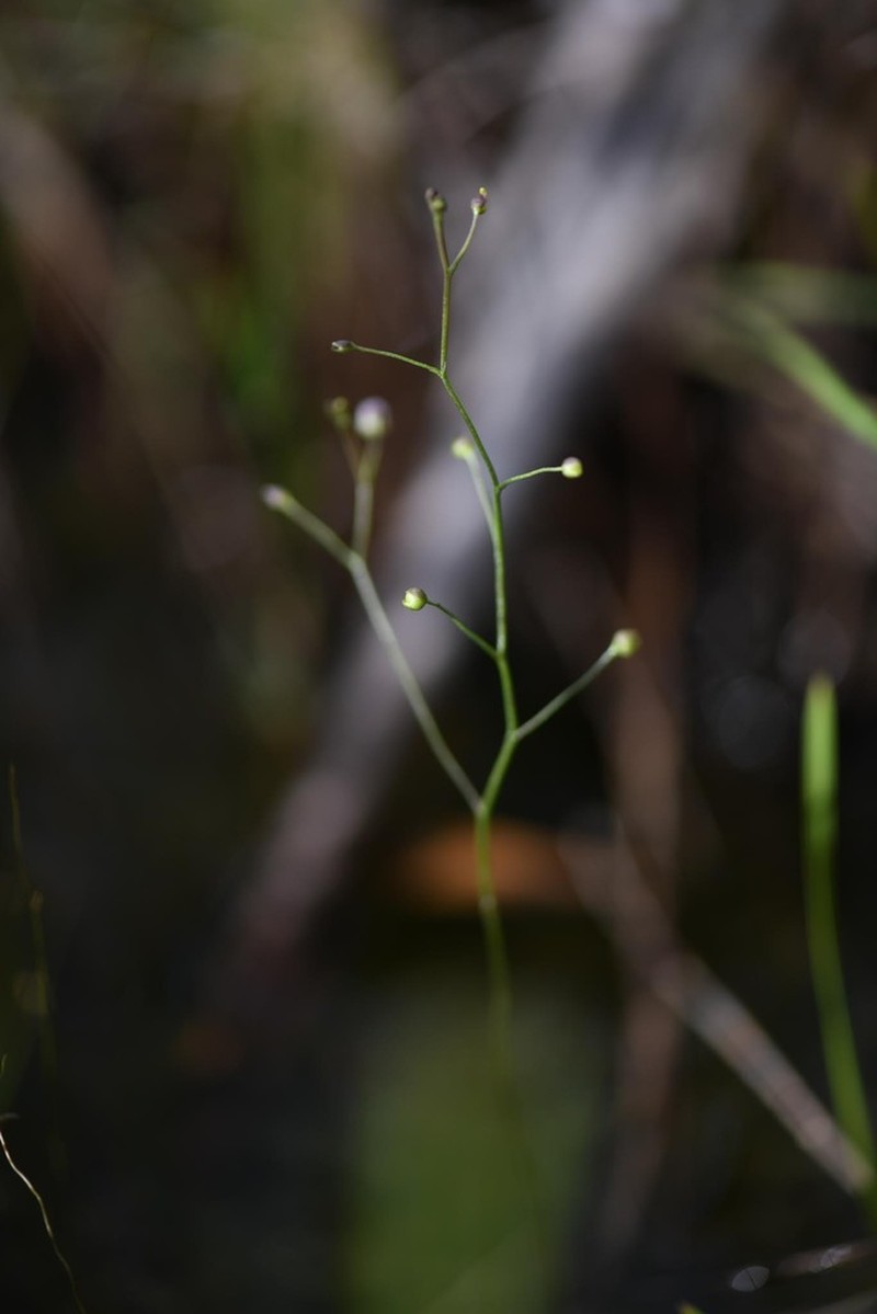 Utricularia viscosa