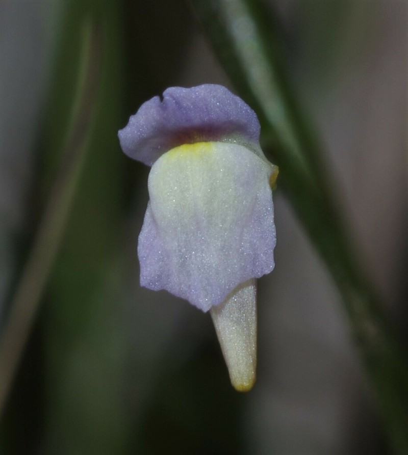 Utricularia viscosa photo 2