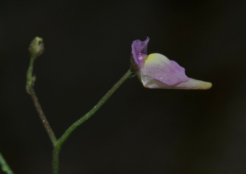 Utricularia viscosa photo 3