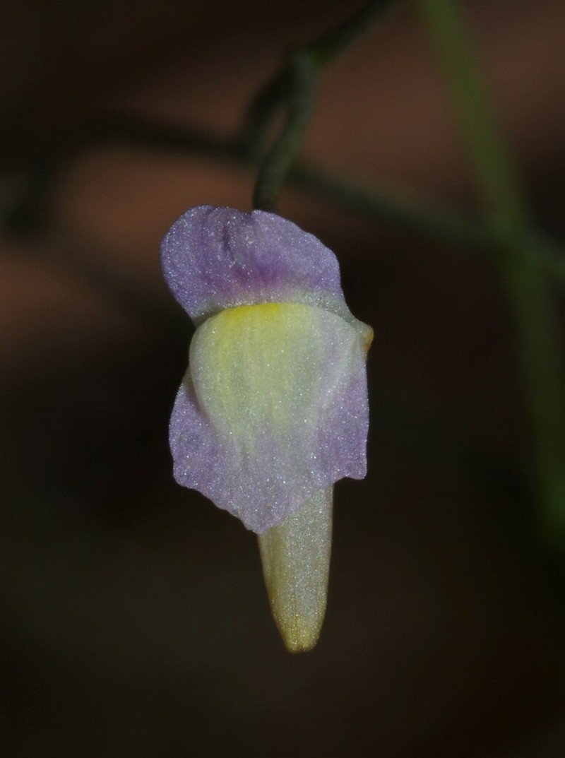 Utricularia viscosa photo 4