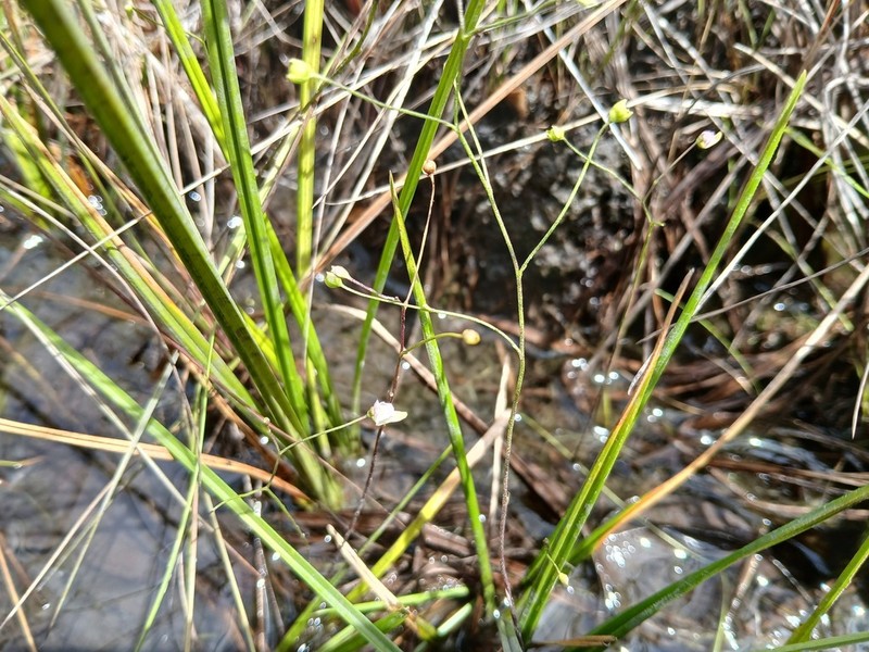 Utricularia viscosa photo 5