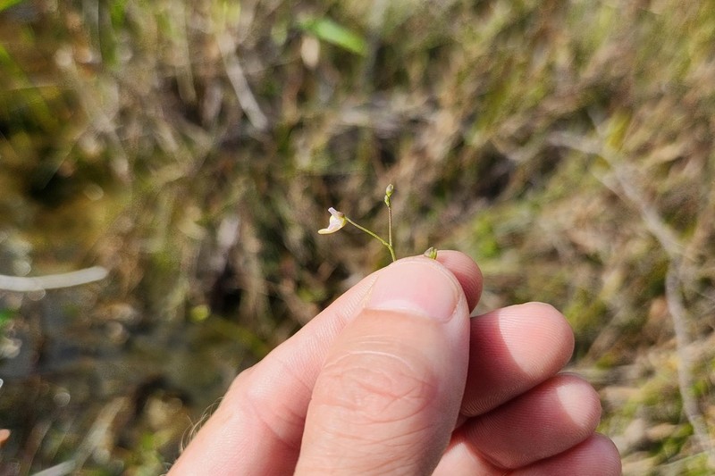 Utricularia viscosa photo 6