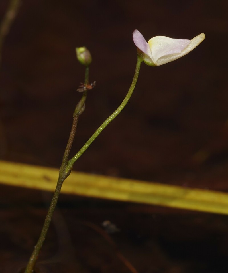 Utricularia viscosa photo 7