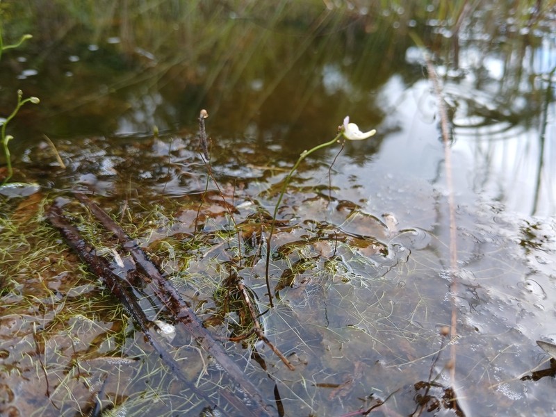 Utricularia viscosa photo 8