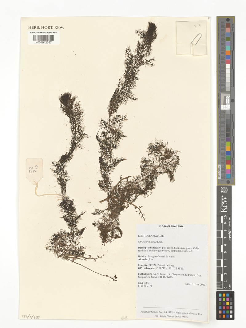 Utricularia vitellina