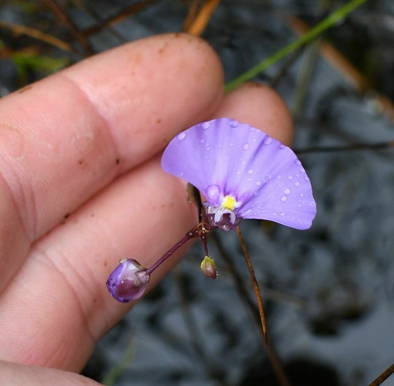 Utricularia volubilis photo 2
