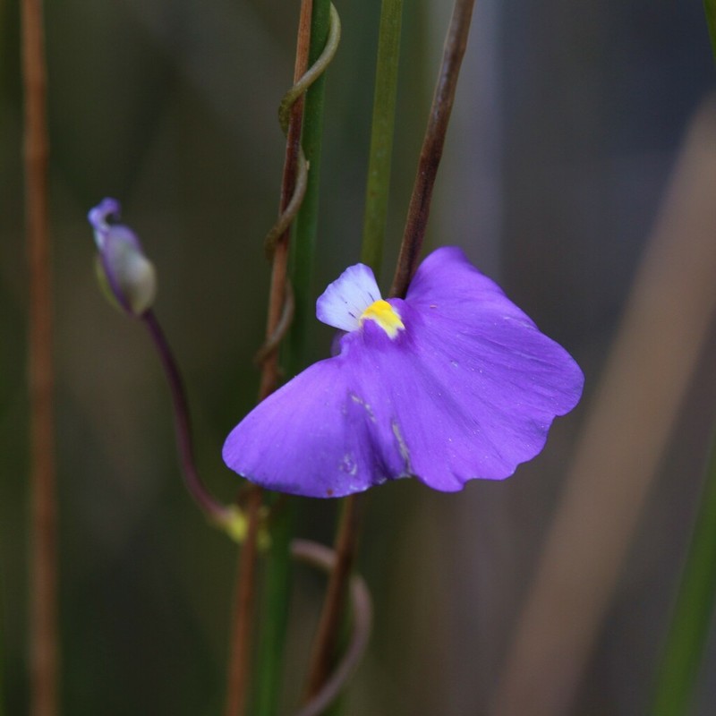 Utricularia volubilis photo 3