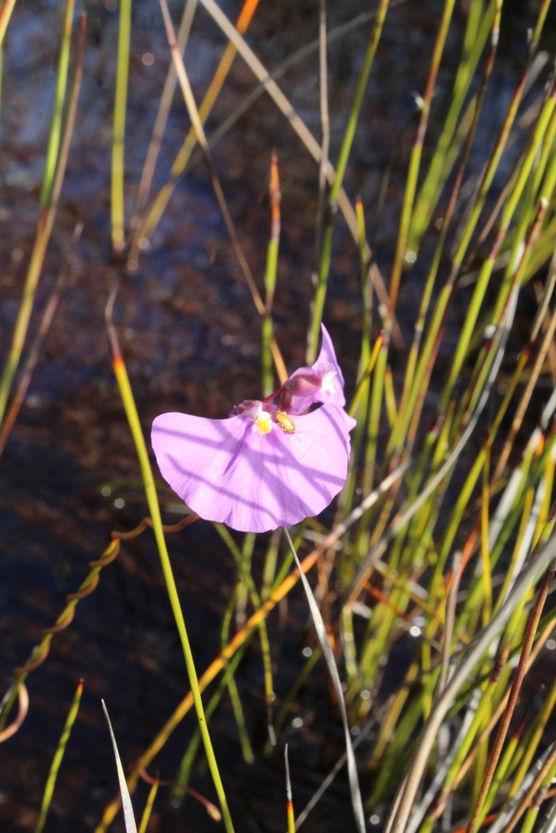 Utricularia volubilis photo 4