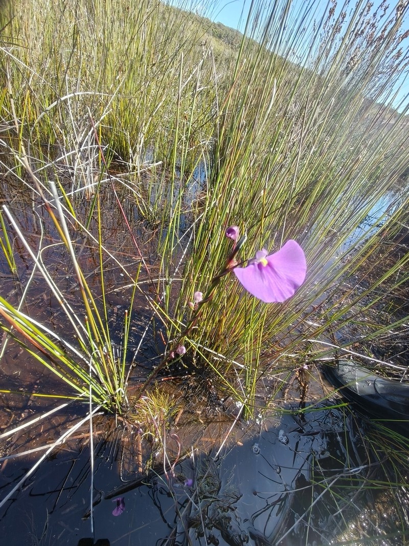 Utricularia volubilis photo 5