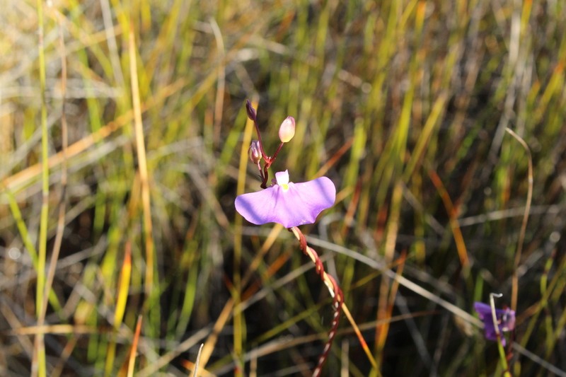 Utricularia volubilis photo 6