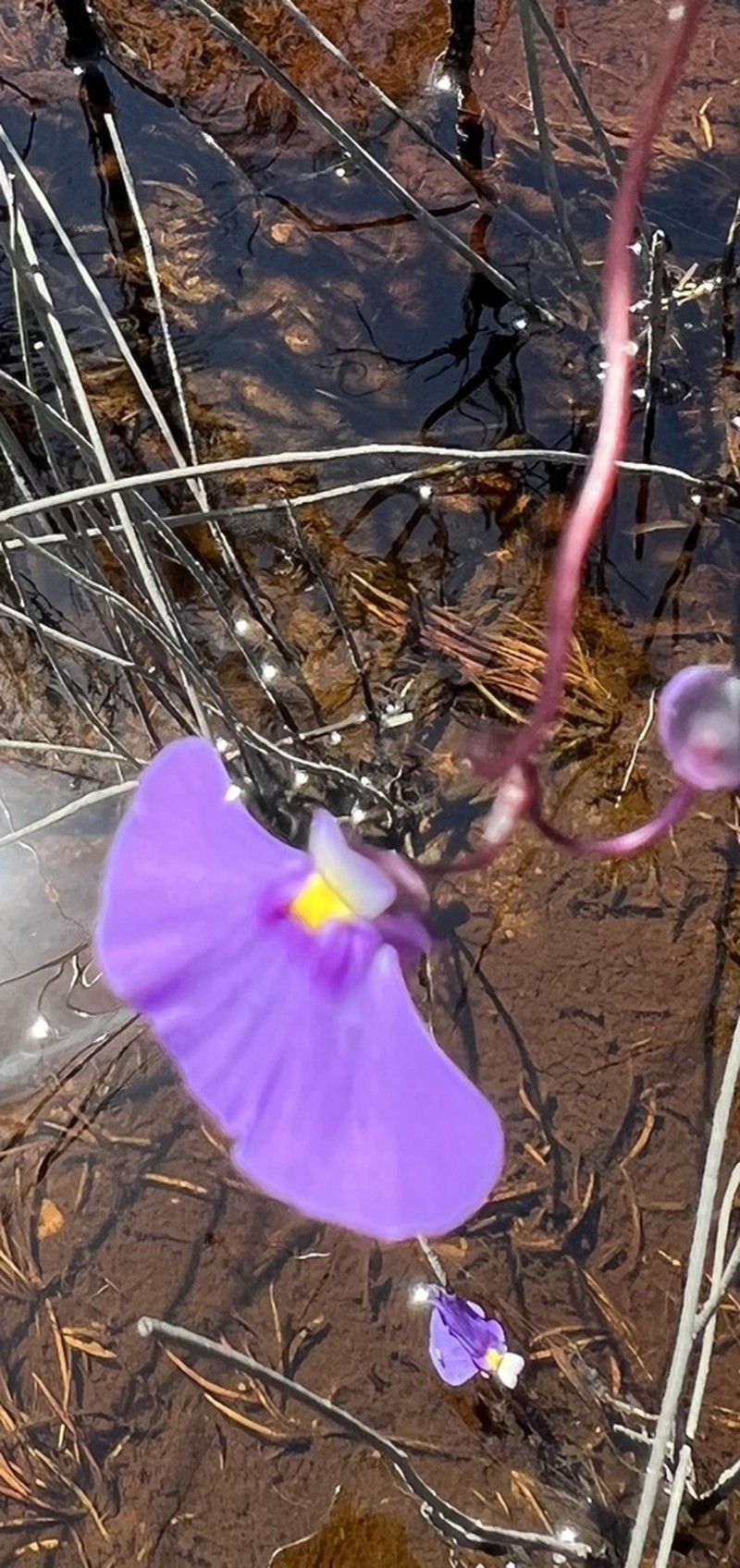 Utricularia volubilis photo 7