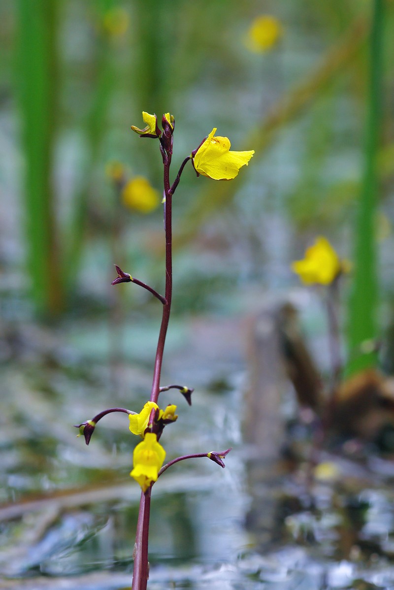 Utricularia vulgaris