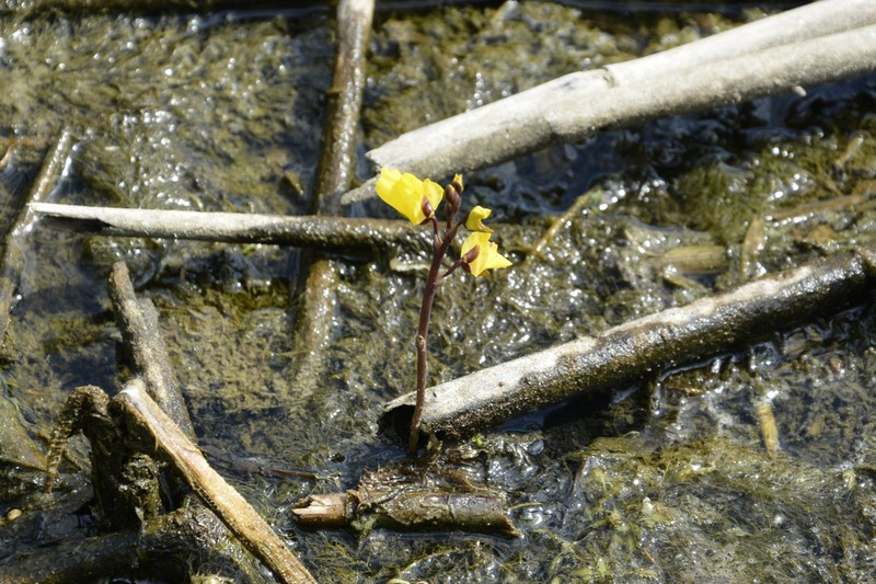 Utricularia vulgaris photo 2